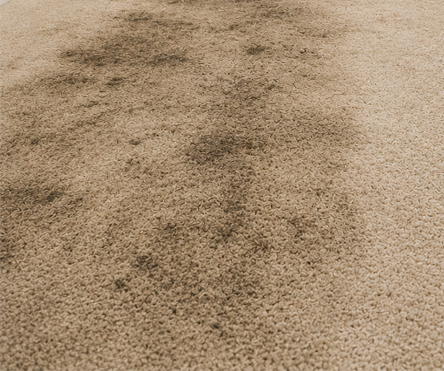Carpet before professional carpet cleaning in Richardson TX